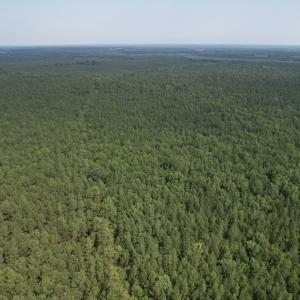 Photo #7 of SOLD property in Off Cabin Point Road Route 602, Disputanta, VA 196.8 acres