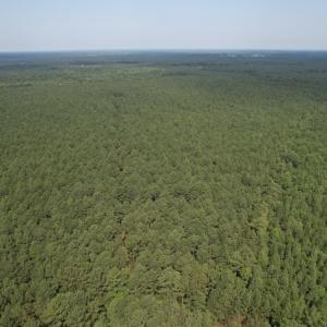 Photo #9 of SOLD property in Off Cabin Point Road Route 602, Disputanta, VA 196.8 acres