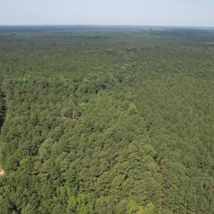 Photo #14 of SOLD property in Off Cabin Point Road Route 602, Disputanta, VA 196.8 acres