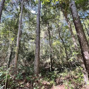 Photo #10 of Off Roe & Sarah Drive, Elizabethtown, NC 69.3 acres