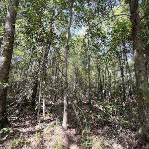 Photo #11 of Off Roe & Sarah Drive, Elizabethtown, NC 69.3 acres