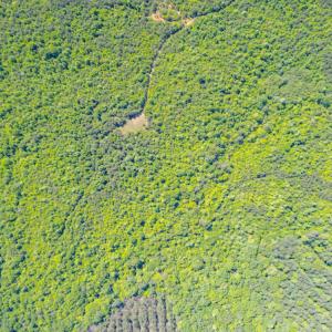 Photo #5 of SOLD property in Off Will Creek Road, Warrenton, NC 15.1 acres
