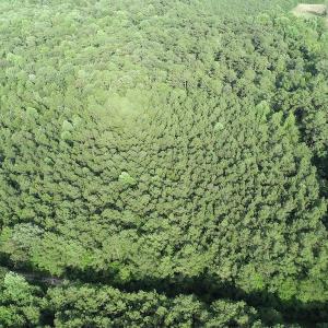 Photo #11 of Off 307 Jamestown Road, Merry Hill, NC 9.5 acres