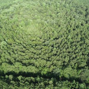 Photo #12 of Off 307 Jamestown Road, Merry Hill, NC 9.5 acres