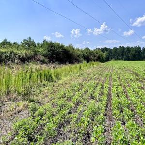 Photo #13 of SOLD property in Off Harding Lane, Chocowinity, NC 25.0 acres