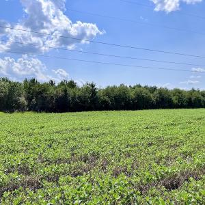 Photo #14 of SOLD property in Off Harding Lane, Chocowinity, NC 25.0 acres