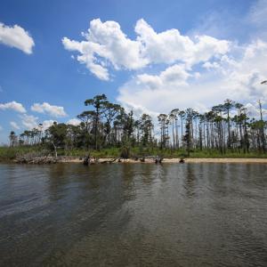 Photo #14 of SOLD property in 100 Davis Beach, Mashoes, NC 541.0 acres