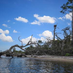 Photo #16 of SOLD property in 100 Davis Beach, Mashoes, NC 541.0 acres