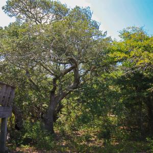 Photo #49 of SOLD property in 100 Davis Beach, Mashoes, NC 541.0 acres