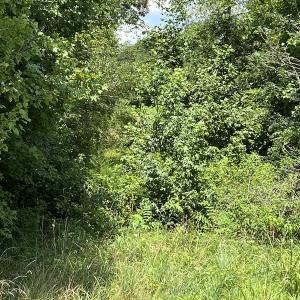 Photo #20 of Off Meredithville Drive - Lot 8, Brodnax, VA 3.5 acres