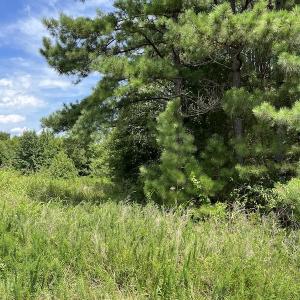 Photo #21 of Off Meredithville Drive - Lot 8, Brodnax, VA 3.5 acres