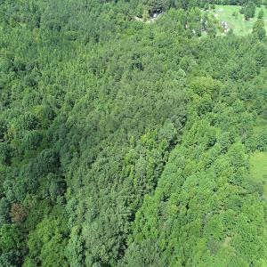 Photo #7 of Off Meredithville Drive - Lot 8, Brodnax, VA 3.5 acres