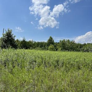 Photo #16 of Off Meredithville Drive - Lot 12, Brodnax, VA 3.6 acres