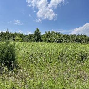 Photo #17 of Off Meredithville Drive - Lot 12, Brodnax, VA 3.6 acres