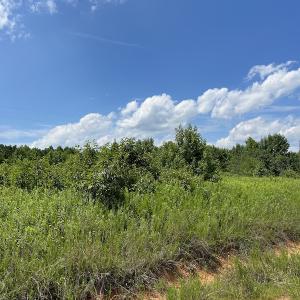 Photo #19 of Off Meredithville Drive - Lot 12, Brodnax, VA 3.6 acres