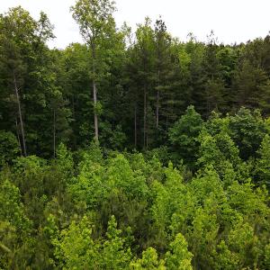 Photo #14 of SOLD property in Off Hillbilly Trail, Nathalie, VA 44.9 acres
