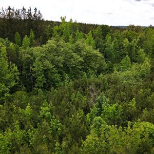 Photo #15 of SOLD property in Off Hillbilly Trail, Nathalie, VA 44.9 acres