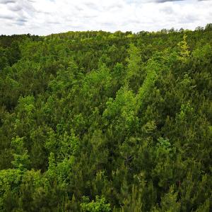 Photo #16 of SOLD property in Off Hillbilly Trail, Nathalie, VA 44.9 acres