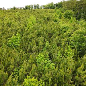 Photo #17 of SOLD property in Off Hillbilly Trail, Nathalie, VA 44.9 acres