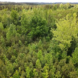 Photo #18 of SOLD property in Off Hillbilly Trail, Nathalie, VA 44.9 acres