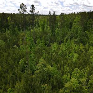 Photo #19 of SOLD property in Off Hillbilly Trail, Nathalie, VA 44.9 acres