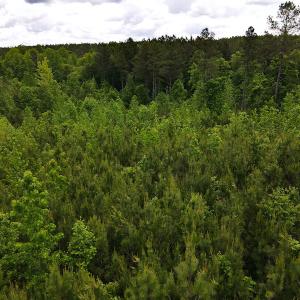 Photo #20 of SOLD property in Off Hillbilly Trail, Nathalie, VA 44.9 acres