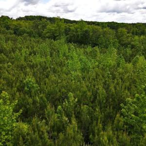 Photo #21 of SOLD property in Off Hillbilly Trail, Nathalie, VA 44.9 acres