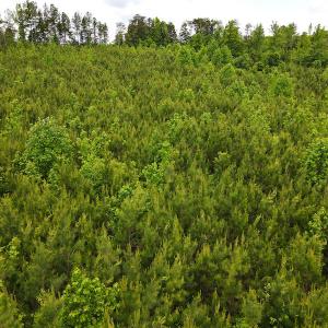 Photo #22 of SOLD property in Off Hillbilly Trail, Nathalie, VA 44.9 acres