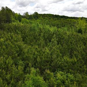 Photo #24 of SOLD property in Off Hillbilly Trail, Nathalie, VA 44.9 acres