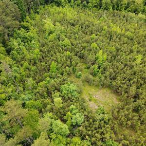 Photo #31 of SOLD property in Off Hillbilly Trail, Nathalie, VA 44.9 acres