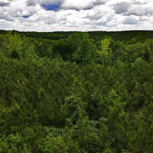 Photo #32 of SOLD property in Off Hillbilly Trail, Nathalie, VA 44.9 acres
