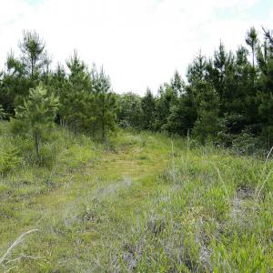 Photo #34 of SOLD property in Off Hillbilly Trail, Nathalie, VA 44.9 acres