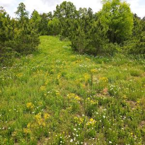 Photo #36 of SOLD property in Off Hillbilly Trail, Nathalie, VA 44.9 acres
