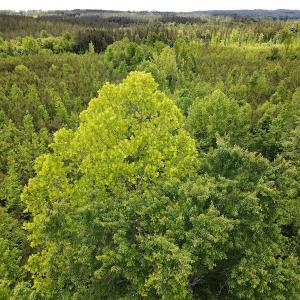 Photo #43 of SOLD property in Off Hillbilly Trail, Nathalie, VA 44.9 acres