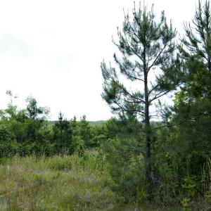 Photo #44 of SOLD property in Off Hillbilly Trail, Nathalie, VA 44.9 acres