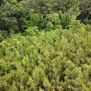 Photo #11 of SOLD property in Off Hillbilly Trail, Nathalie, VA 44.9 acres
