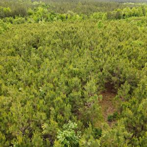Photo #12 of SOLD property in Off Hillbilly Trail, Nathalie, VA 44.9 acres