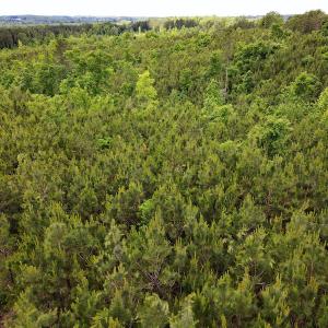 Photo #13 of SOLD property in Off Hillbilly Trail, Nathalie, VA 44.9 acres
