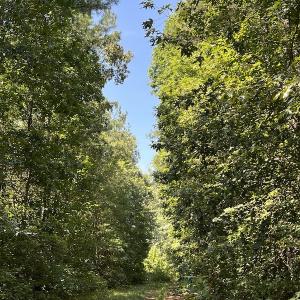Photo #20 of Off Loco School Road, Stony Creek, VA 3.1 acres