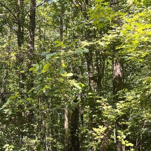 Photo #21 of Off Loco School Road, Stony Creek, VA 3.1 acres