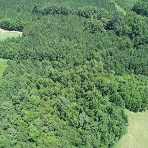 Photo #9 of SOLD property in Off Boydton Plank Road, Warfield, VA 13.7 acres