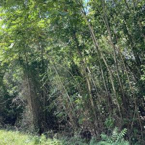Photo #32 of Off Loco School Road, Stony Creek, VA 7.5 acres