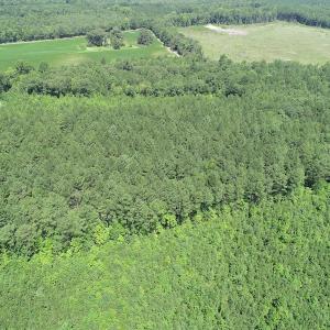 Photo #12 of Off Loco School Road, Stony Creek, VA 7.5 acres