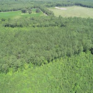 Photo #13 of Off Loco School Road, Stony Creek, VA 7.5 acres