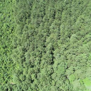 Photo #14 of Off Loco School Road, Stony Creek, VA 7.5 acres
