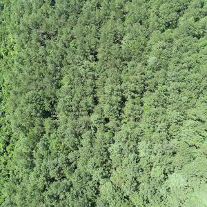 Photo #15 of Off Loco School Road, Stony Creek, VA 7.5 acres