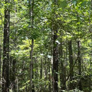 Photo #25 of Off Loco School Road, Stony Creek, VA 7.5 acres