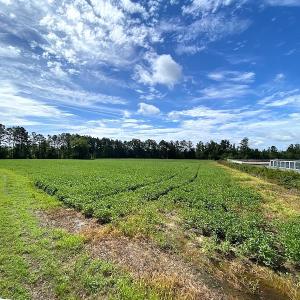 Photo #5 of SOLD property in Off Newmarket Road, Courtland, VA 6.0 acres