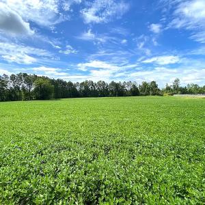 Photo #7 of SOLD property in Off Newmarket Road, Courtland, VA 6.0 acres