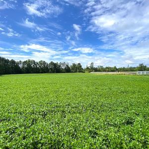 Photo #9 of SOLD property in Off Newmarket Road, Courtland, VA 6.0 acres